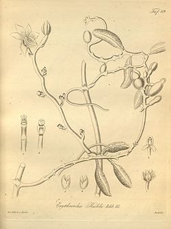 Galeola nudifolia as syn. Erythrorchis kuhlii - Xenia 2-119 (1874).jpg