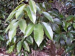 Geissois benthamiana foliage.JPG