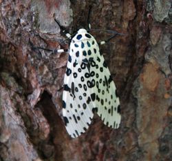Giant leopard moth 20050612 173823 1.1300x1210.jpg