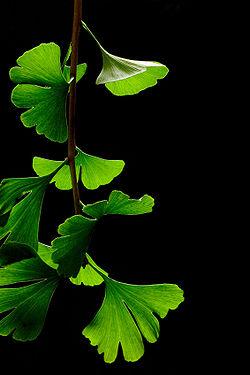 Ginkgo Biloba Leaves - Black Background.jpg