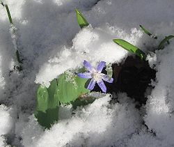 Glory of the Snow in the snow.JPG