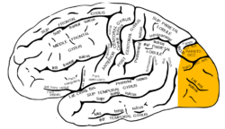 Gray726 occipital lobe.png