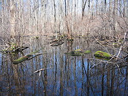 Great Swamp National Wildlife Refuge New Jersey02.jpg