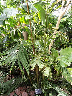 Gronophyllum pinangoides - Denver Botanic Gardens - DSC00902.JPG