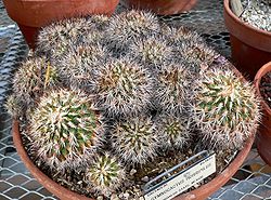 Gymnocactus horripilus 1.jpg