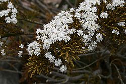 Hebe-ochracea-flowering.JPG