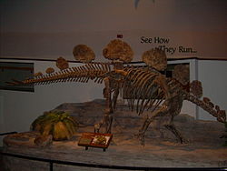 Hesperosaurus mjosi skeleton.JPG
