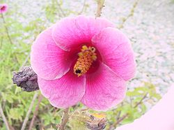 Hibiscus cisplatinus 1.jpg