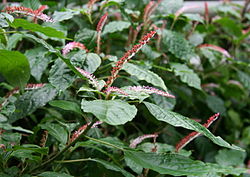 Hilleria latifolia 01.jpg