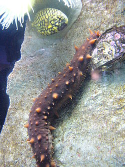 Holoturia.001 - Aquarium Finisterrae.JPG