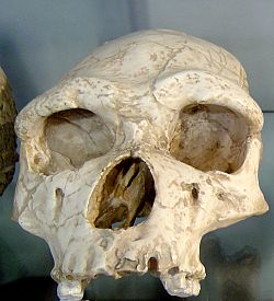 Homo erectus tautavelensis.jpg