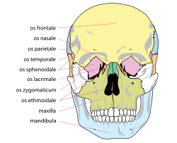 Human skull front bones.svg