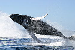 Humpback whale jumping.jpg