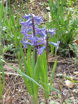 Hyacinthus orientalis0.jpg