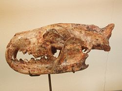 Hyaenodon cayluxi.JPG