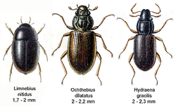 Hydraenidae2.png