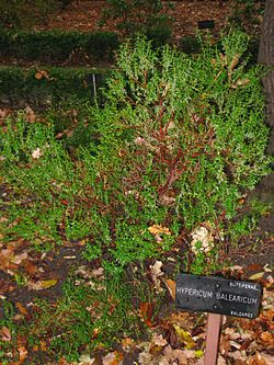 Hypericum balearicum - Royal Botanical Garden, Madrid.JPG