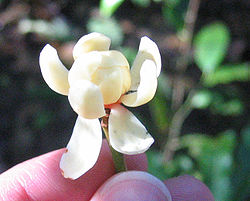 Idiospermum flower-cut.jpg