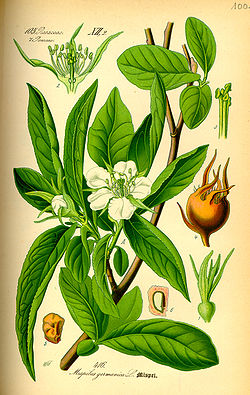 Illustration Mespilus germanica0.jpg