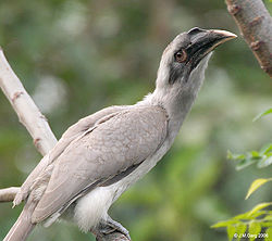 Indian Grey Hornbill I2 IMG 9029.jpg