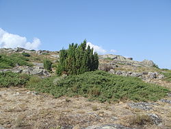 Juniperus communis hemisphaerica.JPG