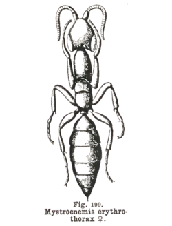 Kieffer - Parasclerogibba erythrothorax female.png