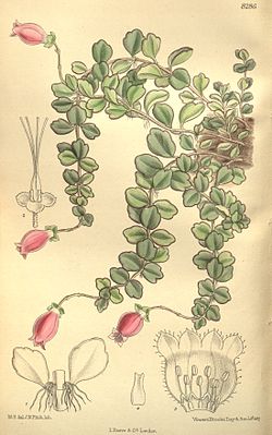Kitchingia uniflora 135-8286.jpg