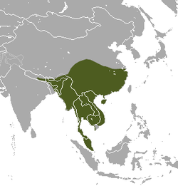 Large Indian Civet area.png