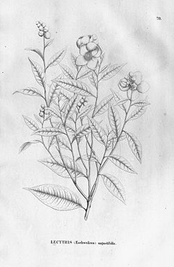 Lecythis angustifolia.jpg