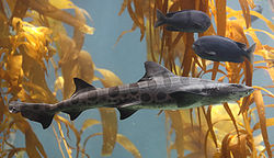 Leopard shark in kelp.jpg