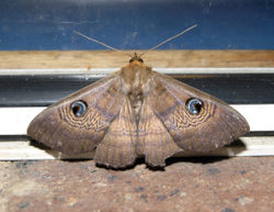 Lepidoptera 2 smc 2006.jpg