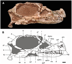 Leyesaurus skull in lateral view.png