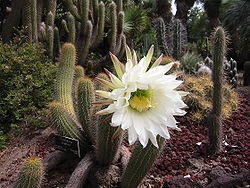 Lightmatter cactusflower.jpg