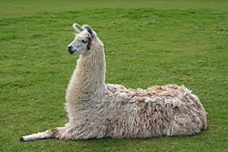 Llama lying down.jpg