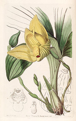 Lycaste cruenta (as Maxillaria cruenta) - Edwards vol 28 (NS 5) pl 13 (1842).jpg