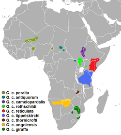 Mapa distribución girafa subespecies (Giraffa camelopardalis).png
