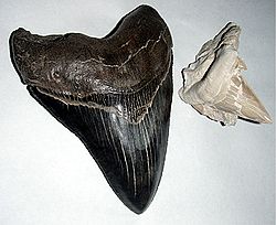 Megalodon and fossil great white shark teeth.jpg