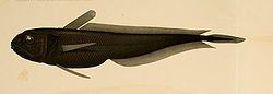 Melanonus gracilis.jpg