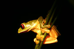 Misfit leaf frog.jpg