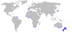 Range of the goblin shark (in blue)n