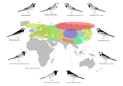 Distribución de las subespecies.