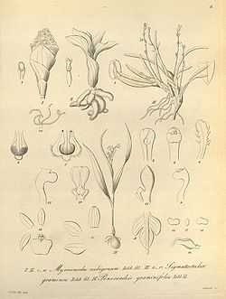 Myrosmodes nubigerum-Sigmatostalix graminea-Ponerorchis graminifolia - Xenia 1 fig 8 (1858).jpg