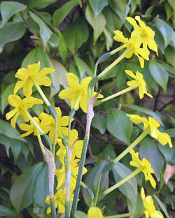 Narcissus jonquilla 1.jpg