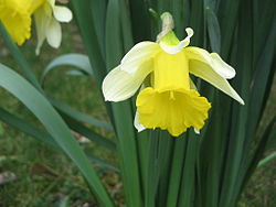 Narcissus pseudonarcissus nobilis02.jpg