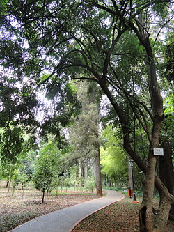 Neocinnamomum delavayi - Kunming Botanical Garden - DSC02912.JPG