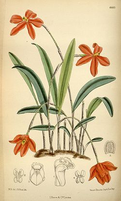 Neocogniauxia monophylla (as Laelia monophylla) - Curtis' 109 (Ser. 3 no. 39) pl. 6683 (1883).jpg