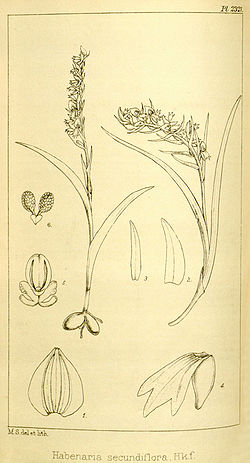 Neottianthe secundiflora (as Habenaria secundiflora) - Hooker's Icones Plantarum vol. 24 pl. 2321 (1896).jpg