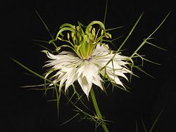 Nigella damascena-white2.jpg