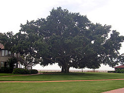 Oak tree-SL.jpg