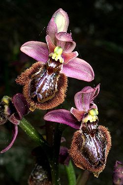 Ophrys × heraultii Mallorca 01.jpg